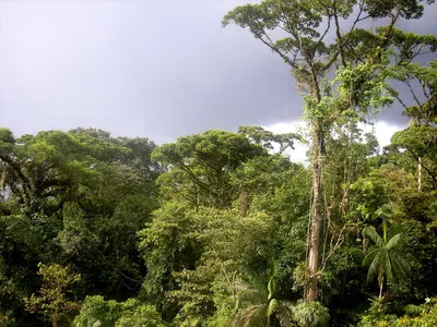 Экваториальный тропический лес | Увлекательный Мир с Бертиасом | Дзен