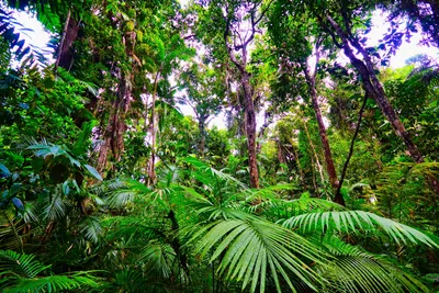 Экваториальный лес (75 фото) »