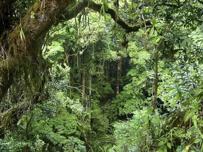 Подготовься к воображаемому путешествию во влажные экваториальные леса.  Выбери район (материк, острова) своего пребывания.