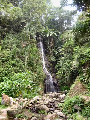 Влажный тропический лес — Википедия