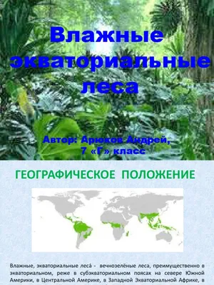 Ответы Mail.ru: какие растения и животные есть на экваториальных лесах