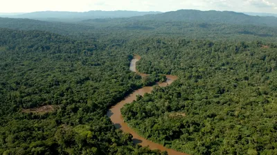 Влажные Экваториальные леса Африки - online presentation