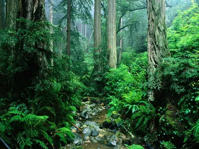 Влажные экваториальные леса Южной Америки: природа уникальных регионов |  Туристический портал VipGeo | Дзен