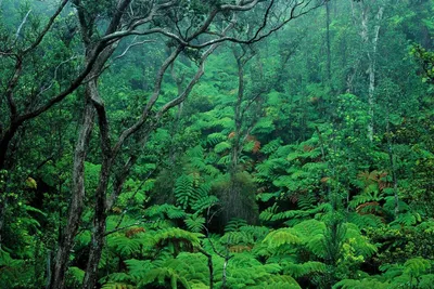 Влажные экваториальные леса - презентация, доклад, проект скачать