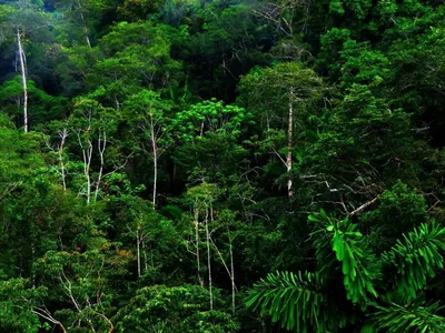 Влажные экваториальные леса евразии - 58 фото