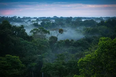 Влажные экваториальные леса | Quizizz