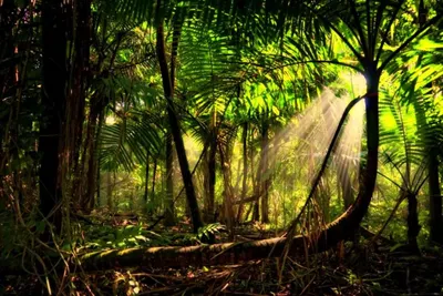 Экваториальные леса - 67 фото