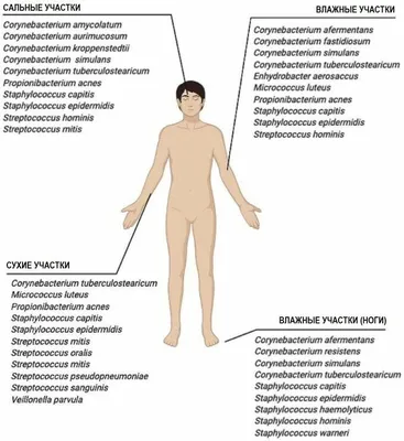 Сыпь на руке На груди и напротив груди на руке и под мышкой почти высыпание  | MedAboutMe