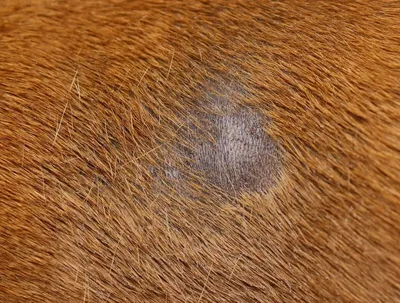 Межпальцевый дерматит у собак - ЗооПорт