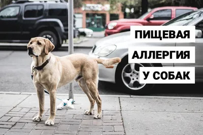 Сухая экзема у собак (84 фото) - картинки sobakovod.club