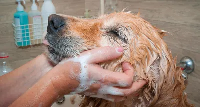 Средство для ухода за кожей собак и кошек, местная мазь для лечения  грибковой экземы, дерматита, отеков, зуда, язв | AliExpress
