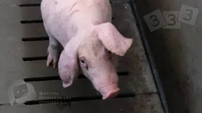 Кровавый понос - Атлас патологий свиней - pig333.ru, от фермы к рынку