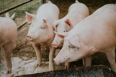 Установлен карантин по заболеванию свиней африканской чумой в Хвалынском  районе.