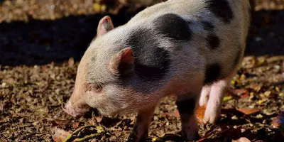 Горячие Новости - Африканская чума свиней(АЧС) - ГБУ КО «Думиничская  межрайонная станция по борьбе с болезнями животных»