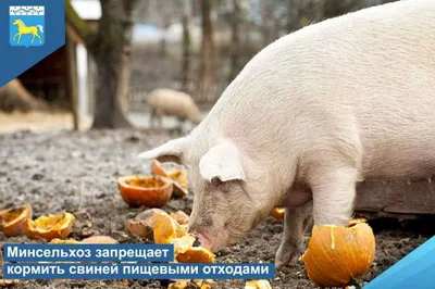 Портрет небольшой грязной свиньи на предпосылке зеленой травы Ферма  поголовья Стоковое Изображение - изображение насчитывающей еда, лужок:  152159839