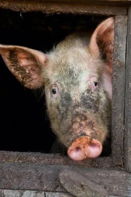 Как минимизировать риск возникновения и распространения РРСС у свиней |  Коудайс МКорма | Дзен