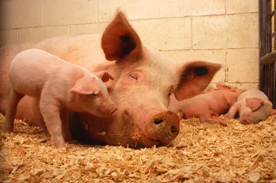 Поражения кожных покровов у свиней и как с ними бороться. | Ветеринарные  препараты оптом
