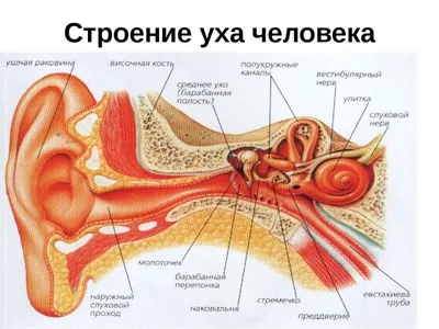 Мастоидит Заболевания уха, горла и носа в Ташкенте - Круглосуточный Лор  центр клиника в Ташкенте Юнусабаде Чиланзар Лор 24/7 клиника