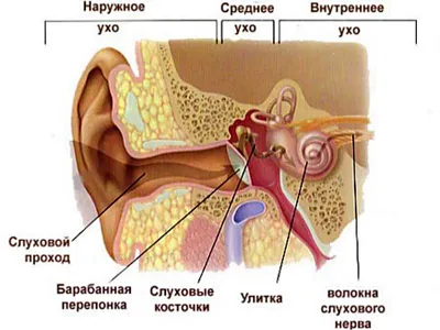 Человек ушибает его ухо симптом заболевания Стоковое Изображение -  изображение насчитывающей кавказско, те: 153298727