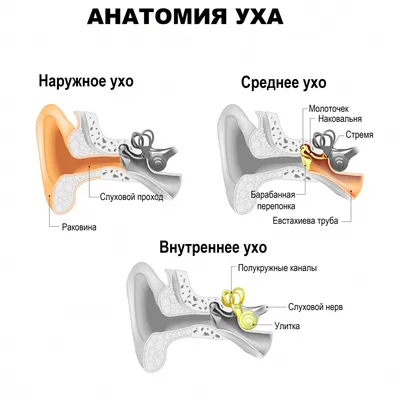 Причины и симптомы отомикоза