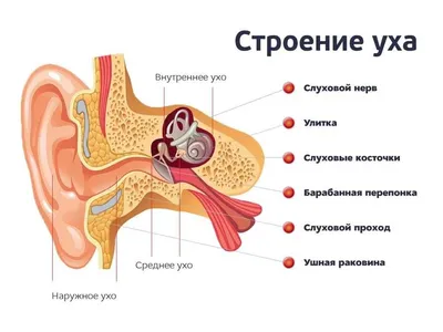 Заболевания ушей кошек - Докторвет