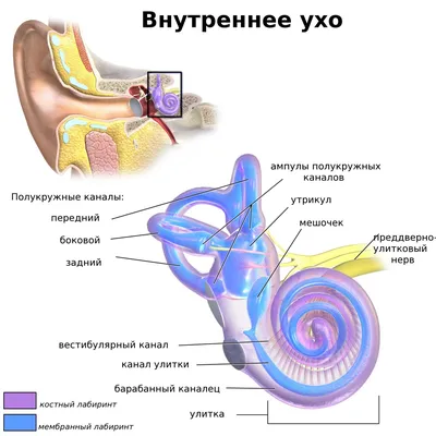 ЛОР заболевания