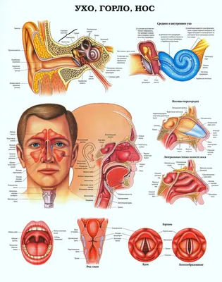 Причины, симптомы и лечение заболеваний ЛОР-органов: симптомы и лечение  воспаления носоглотки у взрослых