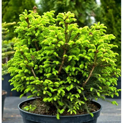 Picea abies 'Barryi', Ель обыкновенная 'Барри'|landshaft.info