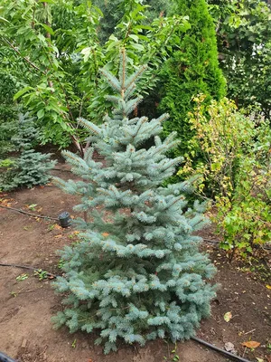 Ель колючая голубая Кейбаб. (Picea Pungens Glauca Kaibab) КОМ купить в  интернет-магазине ЦВІТСАД с доставкой по Украине