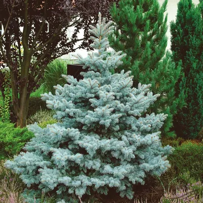 Ель колючая голубая Кейбаб 160-180см / Picea pungens Glauca Kaibab - Ель  колючая голубая кайбаб, Хвойные | Питомник декоративных растений в Одессе:  цена, отзывы.