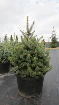 Ель колючая голубая \"Кэйбаб\" (Picea pungens Glauca Kaibab) - Хвойные  растения весна 2024 года - купить туи, сосны, ели.