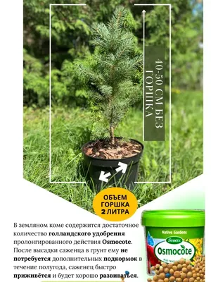 Голубая ель на дачном участке - это просто: как посадить и ухаживать |  Хозяйкин огород | Дзен