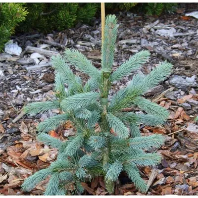 ☆Его колючая голубая Glauca Kaibab☆ (Глаука Кейбаб), купить в Екатеринбурге