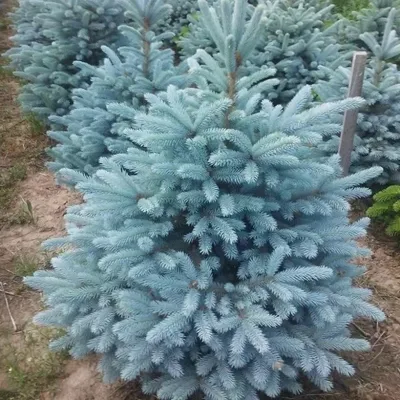 Ель колючая голубая Кейбаб. (Picea Pungens Glauca Kaibab) КОМ купить в  интернет-магазине ЦВІТСАД с доставкой по Украине