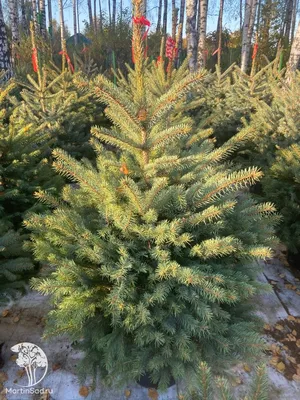 ☆Его колючая голубая Glauca Kaibab☆ (Глаука Кейбаб), купить в Екатеринбурге