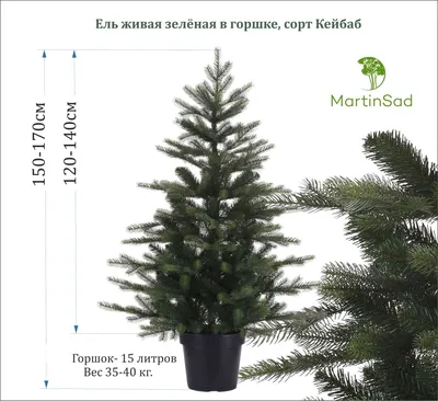 Ель Голубая Колючая Кейбаб Аризона (Picea Pungens Glauca Arizona Kaibab)  30-33 См — Купить на BIGL.UA ᐉ Удобная Доставка (1287176490)