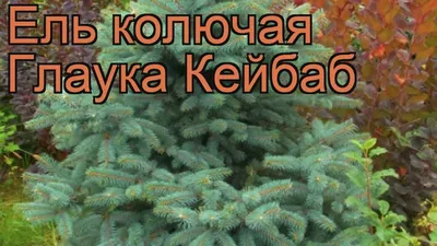 Ель Колючая Глаука Кейбаб – купить саженцы в интернет-магазине Лафа с  доставкой по Москве, Московской области и России