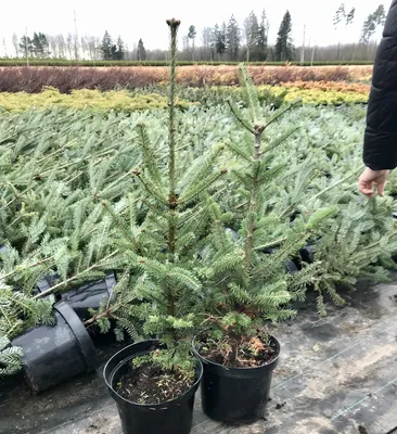 ☆Его колючая голубая Glauca Kaibab☆ (Глаука Кейбаб), купить в Екатеринбурге