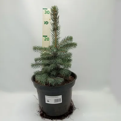 Ель колючая голубая Кейбаб 70-80см / Picea pungens Glauca Kaibab - Ель  колючая голубая Меджестик блю 100см, Хвойные | Питомник декоративных  растений в Одессе: цена, отзывы.