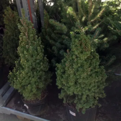 Канадская ель Коника. Продажа Picea glauca Conica в Петербурге