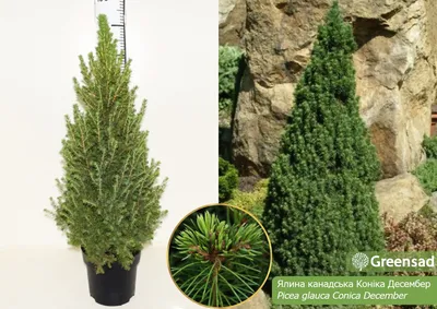 Picea glauca 'Conica December', Ель канадская 'Коника Децембер'