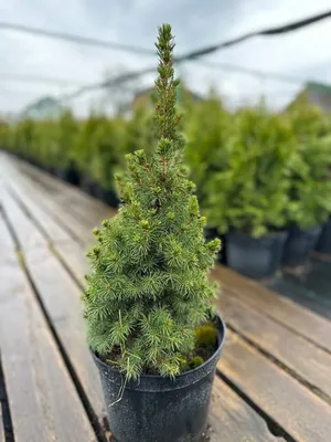 Канадская ель Коника. Продажа Picea glauca Conica в Петербурге