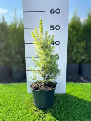 Ель канадская Коника (Picea glauca Conica) / Садовый центр Селятино