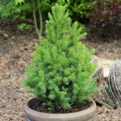 Ель Канадская Коника (Picea Conica) купить ель в Сергиев Посаде