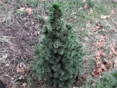 Ель канадская Коника / Picea glauca Conica (код: Picea glauca Conica)