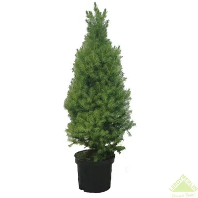 Ель канадская Коника 100/120 Picea glauca Conica 25л (ЗК) — цена в LETTO