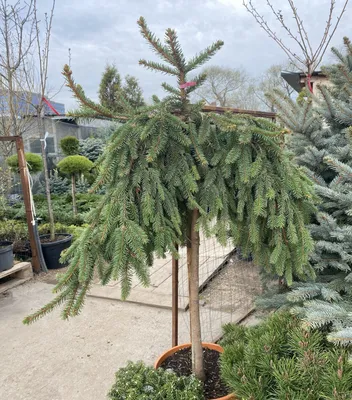 Picea abies 'Inversa' | Питомник Тайга