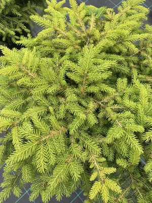 Ель обыкновенная Нидиформис / d 25-30 / Picea abies Nidiformis: продажа,  цена в Харьковской области. Саженцы декоративных деревьев и кустарников от  \"БалСад\" - 2049605813