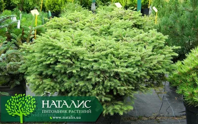 Ель обыкновенная \"Нидиформис\" (Picea abies \"Nidiformis\")