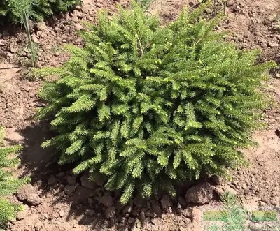 Ель обыкновенная Нидиформис (Picea abies Nidiformis) недорого - Зелёная  Гавань